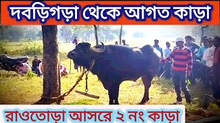 দবড়িগড়া থেকে আগত কাড়া💥রাওতোড়া আসরে পৌঁছে গেছে 💥Raotora Grame Kara Larai💥Kara Larai@ArjunPurulia