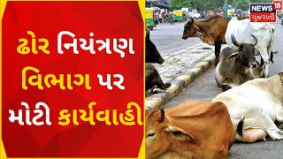 Ahmedabad News | ઢોર નિયંત્રણ વિભાગ પર AMC કમિશનરે કરી કાર્યવાહી | Stray Cattle Issue | Gujarat News