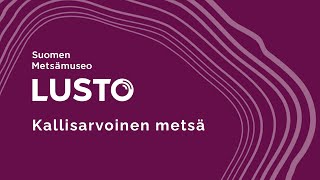 Suomen Metsämuseo Lusto - Kallisarvoinen metsä