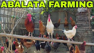 Desi / Sonali Poultry Farming in Tripura / Ready Chicken parents stock in Tripura.