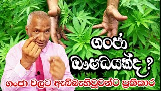 ගංජා ඖෂධයක්ද | ගංජා වලට ඇබ්බැහිවූවන්ට ප්‍රතිකාර | Doctor Viraj Perera