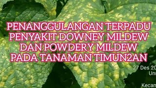 PENANGGULANGAN PENYAKIT EMBUN TEPUNG & EMBUN BULU TANAMAN TIMUN2AN