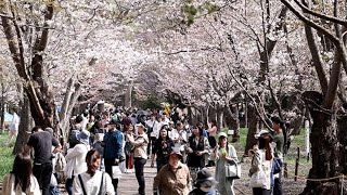 晴天の大型連休初日　札幌で花見客にぎわう