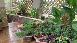 Our rooftop garden in Lahore, Pakistan