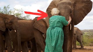 Wild elephant recognizes woman who saved his life years ago!