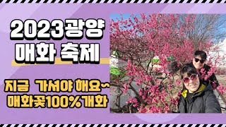 광양매화축제 2023년3월,광양 매화꽃 개화 시기 광양매화마을 2023봄꽃축제 매화꽃절정기 @fmn27#물망초-#여행이좋다#일상공감#축제여행