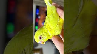 4兄弟インコの成長記録〜1ヶ月でこんなに成長します！〜#インコ #bird #インコぱらだいす部屋