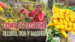 Cosechando Oca, Olluco y Mashua en la Jalca de Celedin ¡Un viaje a la cultura andina!