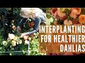 Interplanting our dahlias to help with pests and soil problems!