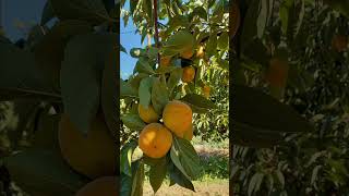 Λωτός συγκομιδή 2023 Harvest Diospyros kaki persimmon variety Hana fuyu,  Farm - orchard in Greece