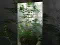 #organic autoflower Day 50 of the grow.  Day 22 of flower