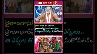 రైతాంగానికి అంత కూడా ప్రాణాధారమైనటువంటి ఎద్దులు.. ఆ ఎద్దుల తోనే సేద్యం చేసుకోవటము || @SVDEV