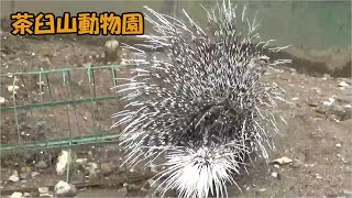 【茶臼山動物園】荒ぶる穴掘りヤマアラシ