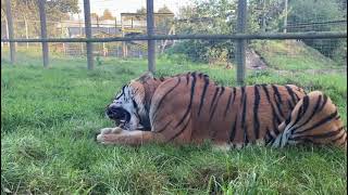 ASMR Tiger Snack Time