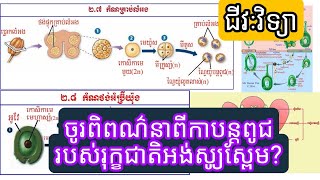 ចូរ​ពិពណ៌នា​ខ្លីៗពីការបន្ដពូជរបស់រុក្ខជាតិ​អង់ស្យូស្ពែម​?  || My QandA