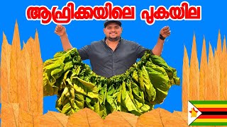 Ep #20🇿🇼- പുകവലി ആരോഗ്യത്തിന് ഹാനികരം | ഇതു നിങ്ങൾ ആദ്യമായിട്ടാവും കണ്ടിട്ടുണ്ടാകുക