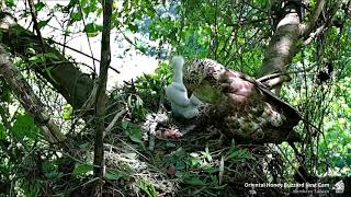 20210706 Dad Brings a SNAKE To The Nest! Oriental Honey Buzzard Nest Cam