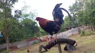 Pasilip sa Jat GameCocks.. Good Cocks, Good Bloodlines..