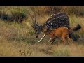 Indian wild dogs attack a spotted deer | CCTV English