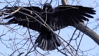 Devoted Parents | Crow Pair