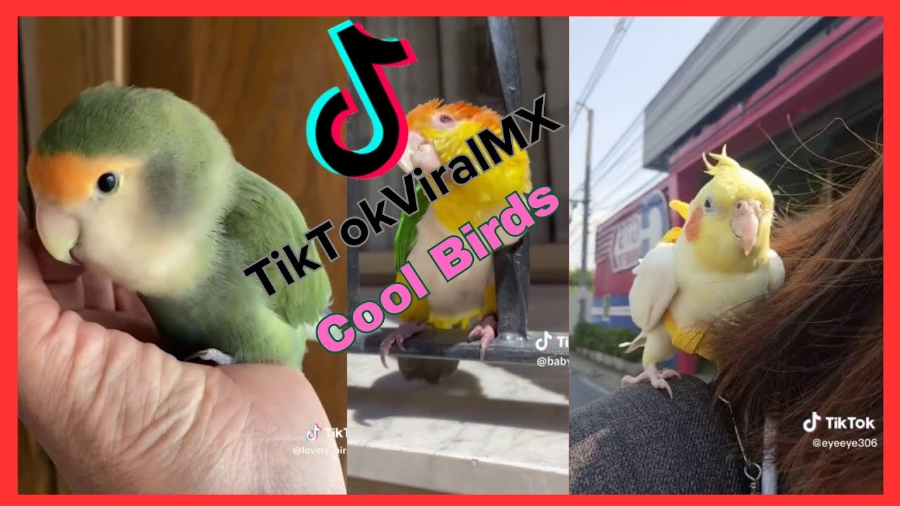 Cool Viral Birds Found On Tiktok Youtube