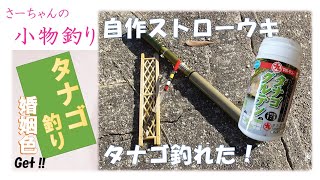 【小物釣り】秋のタナゴ釣り/婚姻色　タナゴ釣り遠征/自作ストローウキ/万能仕掛け　タナゴ/スゴモロコ/オイカワ　micro fishing/float fishing