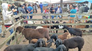 FEIRA DE Caprino, ovino e 🐖 de Capoeiras-PE 7-2-2025