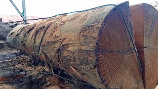 Senilai puluhan juta!! kayu raksasa dari hutan pedalaman Kalimantan