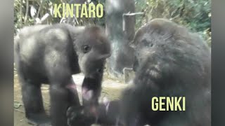 “Gorilla”Mother Genki goes for the bait Kintaro has 🦍👀🍃Kyoto City Zoo 🌳