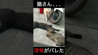 【浮気】猫さん…見損なったぞ……