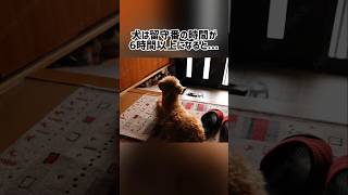 犬は留守番の時間が6時間以上になると…🤭w今日も犬の可愛すぎる秘密を暴露🤫#shorts#dog#trivia