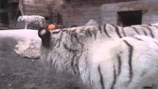 2014.11.24 東武動物公園☆ホワイトタイガーのスカイとアース【White tiger】_06