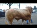 les bovins la ferme en fête d alençon 2014