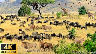 4K African Wildlife: Nairobi National Park - Scenic Wildlife Film With Real Sounds