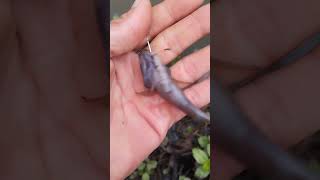 Wow inilah ikan buntayang hitam#shortsviral #mancing