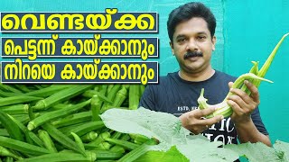 Ladies Finger Cultivation | വെണ്ട ഇങ്ങനെ കൃഷി ചെയ്തുനോക്കൂ നിറയെ കായ്കൾ പറിക്കാം