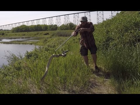Bullsnakes, Rattlers And Skunk Babies Bullsnakes, Rattlers And Skunk Babies