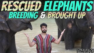 Rescued Elephants Brought up in Thailand | Alishan Travels | Azlan Shah