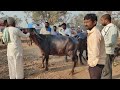 gokak cattlesmarket gokak buffalo market ಗೋಕಾಕ ಎಮ್ಮೆಗಳ ಸಂತೆ cattlesmarket buffalomarket buffalo