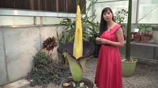 Rare corpse flower blooms for first time at UNG