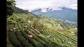 台中梨山古邁茶園 | 梨山茶