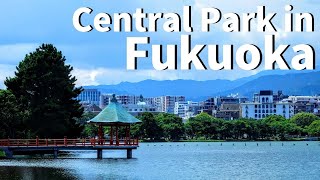 【Fukuoka/Hakata 】Walking at Ohori Park （Ukimi Pavilion, Maizuru ,Japanese Garden   etc）