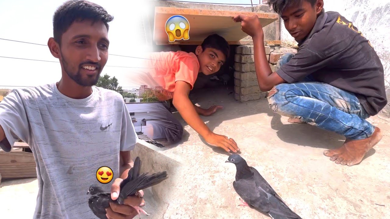 Kabootar Pakda Or Wapas Kr Diya ёяше Youtube