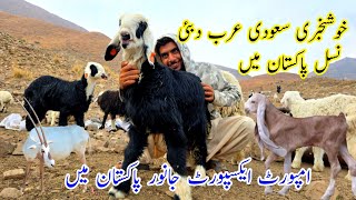 Saudiya Arab Dubai National Pakistan mein 😱 سعودی عرب دبئی سے امپورٹ پاکستان جانور