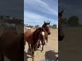 El Destete en Agua Zarca de 3 Potrancas Españolas 🐴🐴🐴