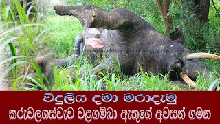 වළග අවසන් ගමනේ#ගජ වරුණ#Wild machan#හස්ති රාජ පරපු#Cleon tusker#wild elephant#හස්තීන වි් මාෂී#