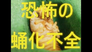 【蛹化不全で羽化不全】ノコギリクワガタ【助けたい】