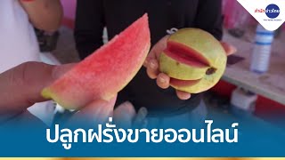 ปลูกฝรั่งหงเป่าสือขายออนไลน์ สร้างรายได้กว่า 700,000 บาท