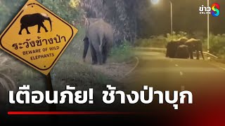 เตือนภัย! ช้างป่าบุก อ.บ่อไร่ | 28 ธ.ค. 67 | คุยข่าวเช้าช่อง8