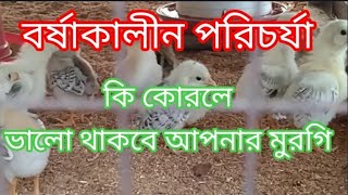 বর্ষাকালে মুরগির সঠিকভাবে যত্ন নেওয়া